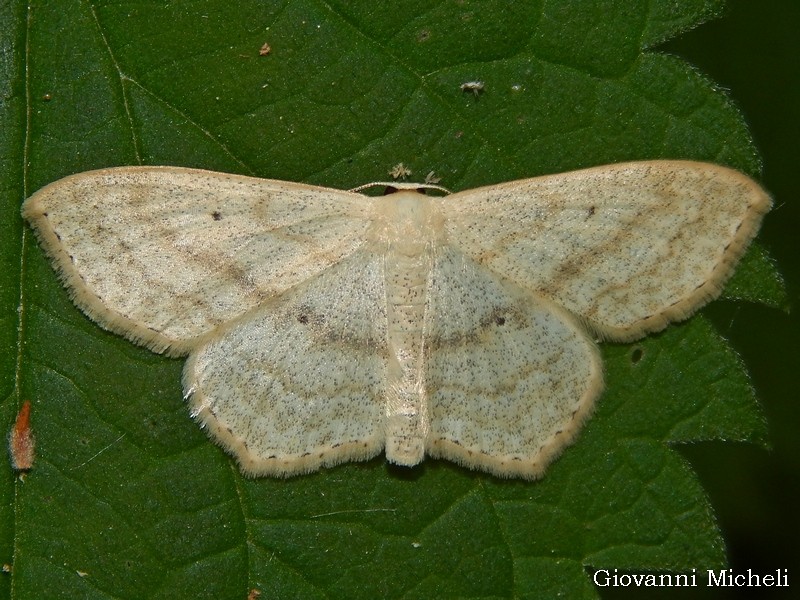 Scopula caricaria? No, Scopula (Scopula) nigropunctata - Geometridae